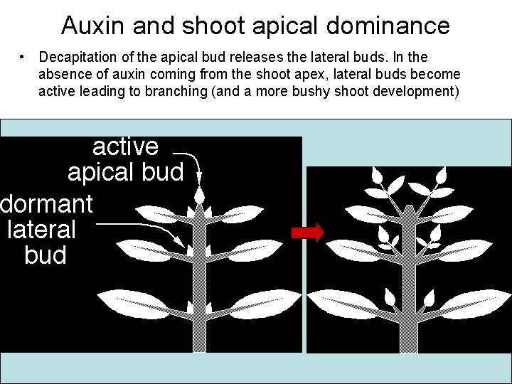 Auxin and shoot apical dominance • Decapitation of the apical bud releases the lateral