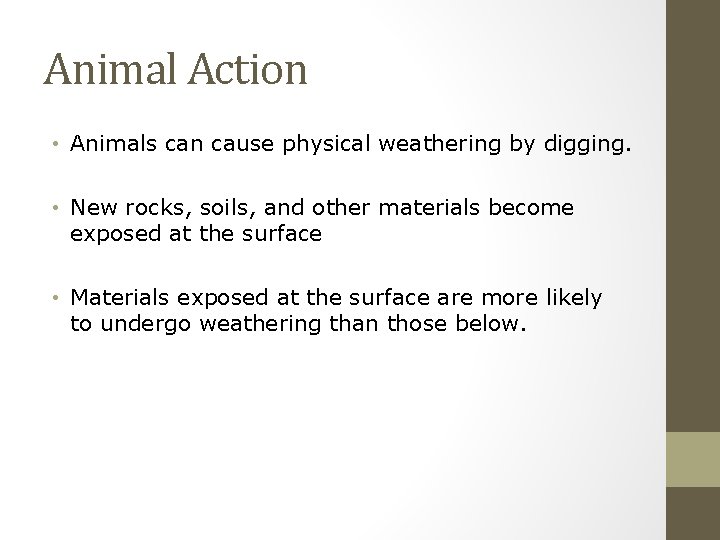 Animal Action • Animals can cause physical weathering by digging. • New rocks, soils,