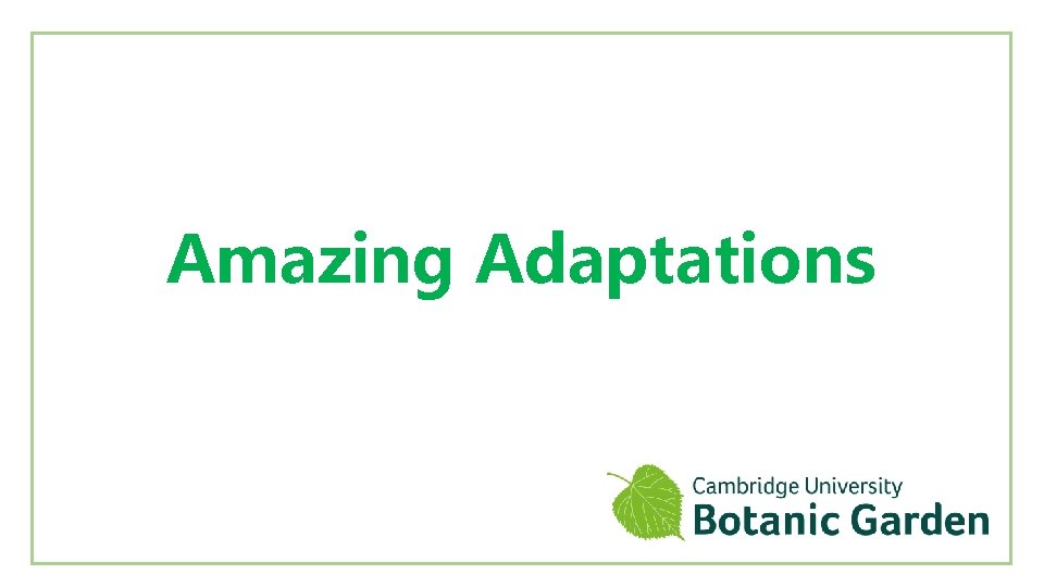 Amazing Adaptations 