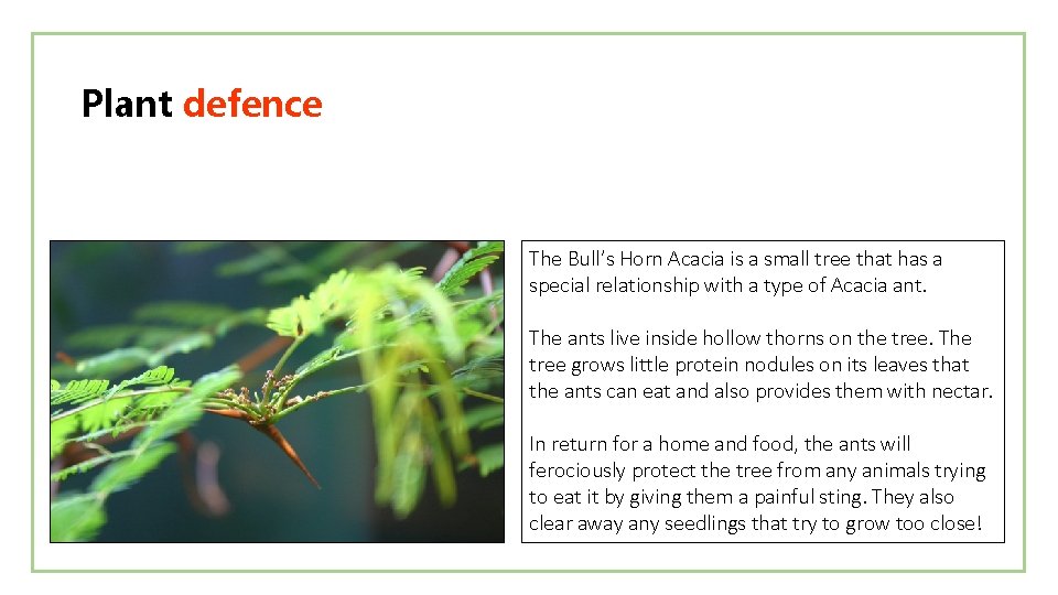 Plant defence The Bull’s Horn Acacia is a small tree that has a special