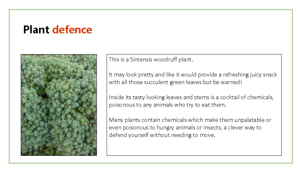 Plant defence This is a Sintensis woodruff plant. It may look pretty and like