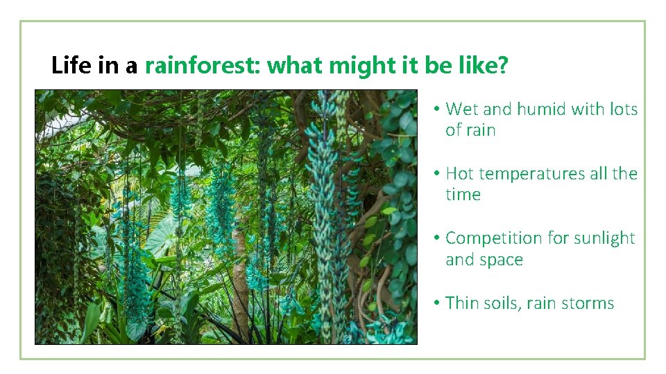 Life in a rainforest: what might it be like? • Wet and humid with