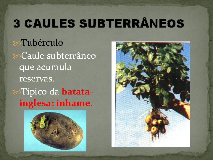 3 CAULES SUBTERR NEOS Tubérculo Caule subterrâneo que acumula reservas. Típico da batatainglesa; inhame.
