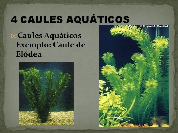 4 CAULES AQUÁTICOS Caules Aquáticos Exemplo: Caule de Elódea 