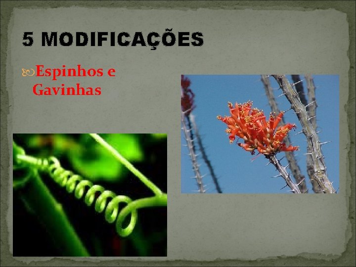 5 MODIFICAÇÕES Espinhos e Gavinhas 