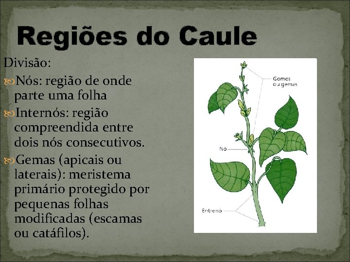 Regiões do Caule Divisão: Nós: região de onde parte uma folha Internós: região compreendida