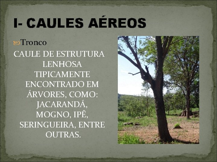 I- CAULES AÉREOS Tronco CAULE DE ESTRUTURA LENHOSA TIPICAMENTE ENCONTRADO EM ÁRVORES, COMO: JACARANDÁ,