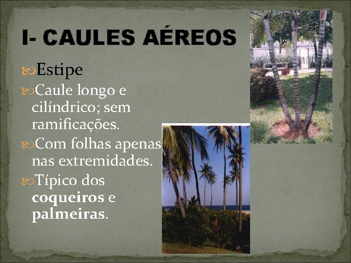 I- CAULES AÉREOS Estipe Caule longo e cilíndrico; sem ramificações. Com folhas apenas extremidades.