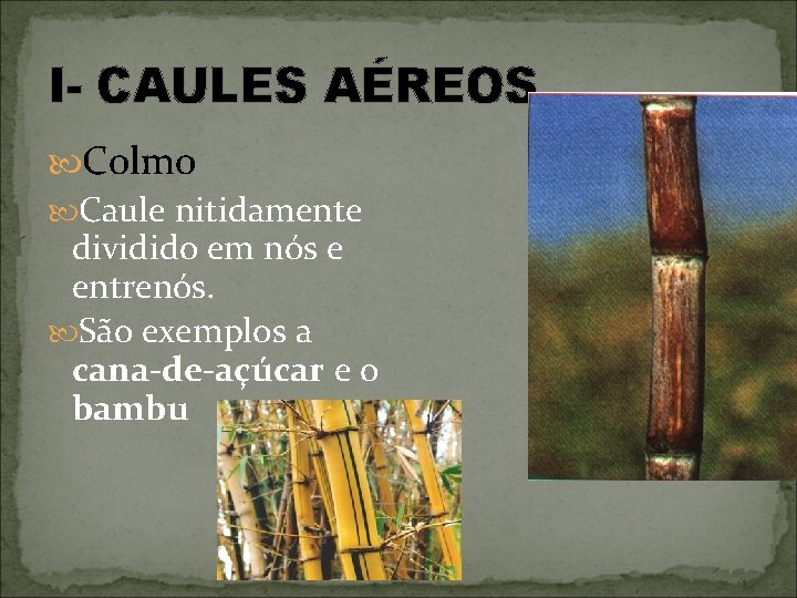 I- CAULES AÉREOS Colmo Caule nitidamente dividido em nós e entrenós. São exemplos a