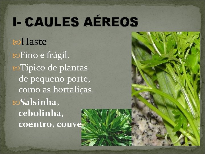 I- CAULES AÉREOS Haste Fino e frágil. Típico de plantas de pequeno porte, como