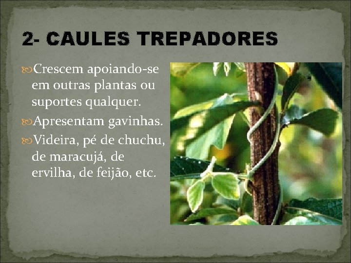 2 - CAULES TREPADORES Crescem apoiando-se em outras plantas ou suportes qualquer. Apresentam gavinhas.