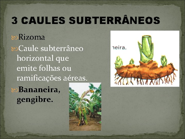 3 CAULES SUBTERR NEOS Rizoma Caule subterrâneo horizontal que emite folhas ou ramificações aéreas.