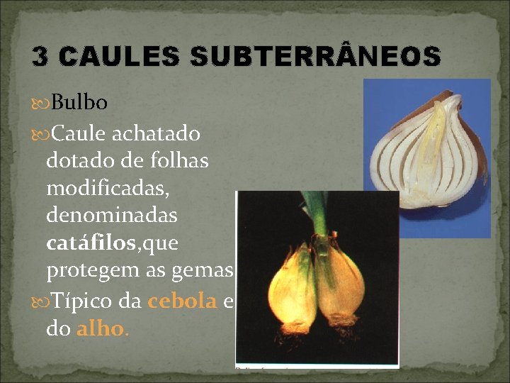 3 CAULES SUBTERR NEOS Bulbo Caule achatado dotado de folhas modificadas, denominadas catáfilos, que
