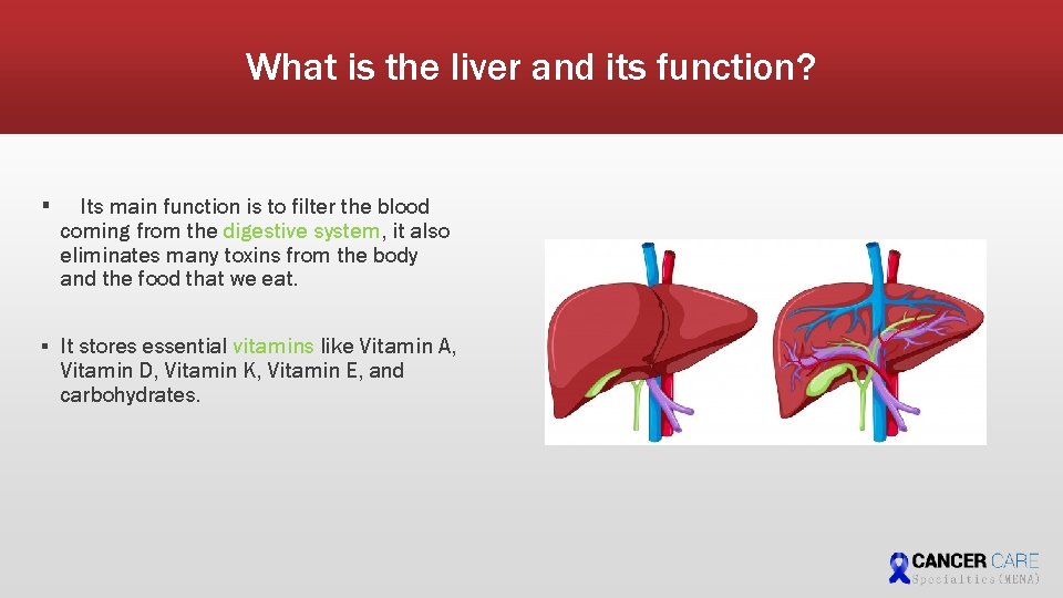 What is the liver and its function? ▪ Its main function is to filter What is the liver and its function? ▪ Its main function is to filter
