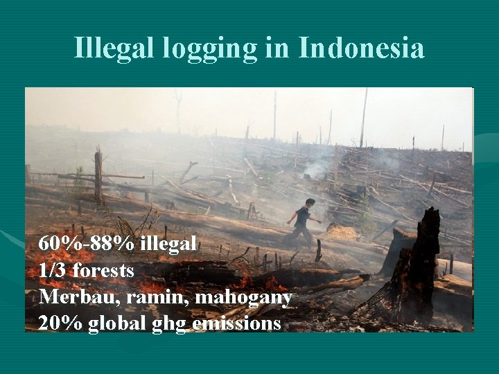 Illegal logging in Indonesia 60%-88% illegal 1/3 forests Merbau, ramin, mahogany 20% global ghg Illegal logging in Indonesia 60%-88% illegal 1/3 forests Merbau, ramin, mahogany 20% global ghg