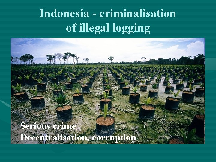 Indonesia - criminalisation of illegal logging Serious crime Decentralisation, corruption Indonesia - criminalisation of illegal logging Serious crime Decentralisation, corruption