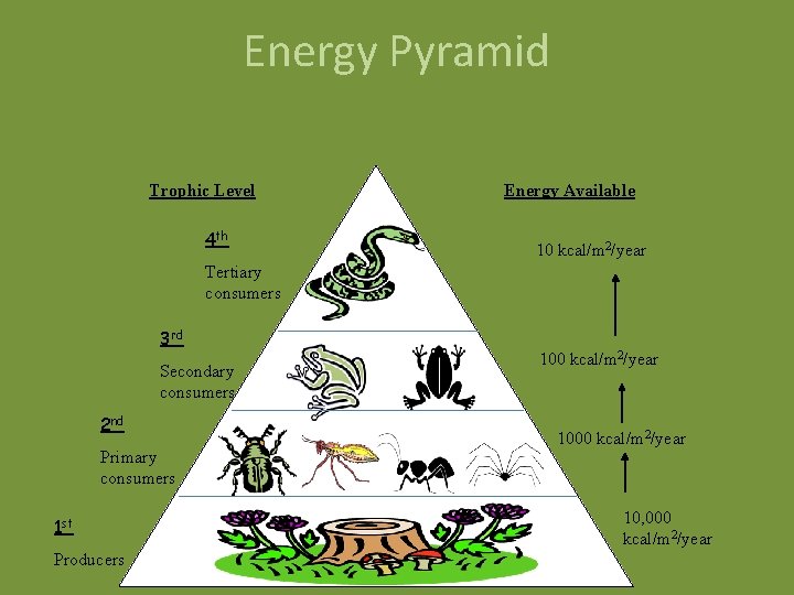 Biosphere Unit Ecology Ecology Is The Study Of