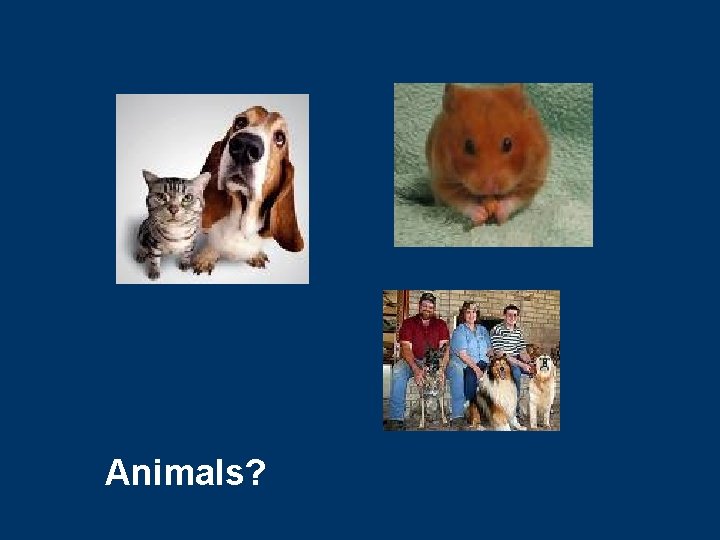 Animals? 