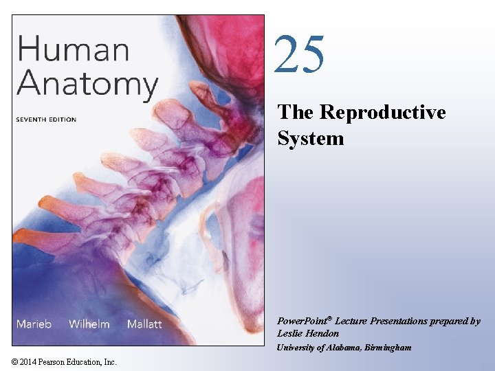 25 The Reproductive System Power. Point® Lecture Presentations prepared by Leslie Hendon University of