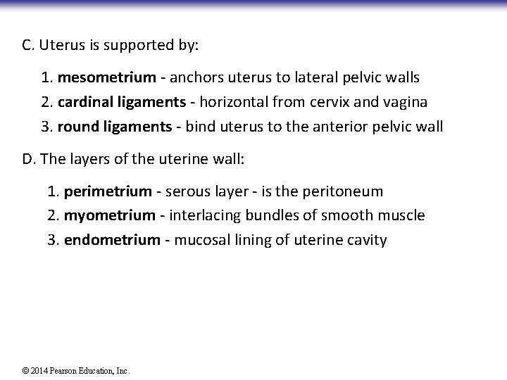 C. Uterus is supported by: 1. mesometrium - anchors uterus to lateral pelvic walls