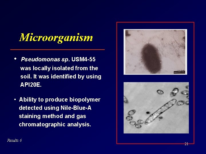 Microorganism • Pseudomonas sp. USM 4 -55 was locally isolated from the soil. It