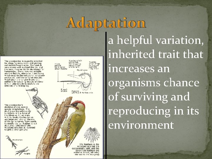 Adaptation a helpful variation, inherited trait that increases an organisms chance of surviving and Adaptation a helpful variation, inherited trait that increases an organisms chance of surviving and