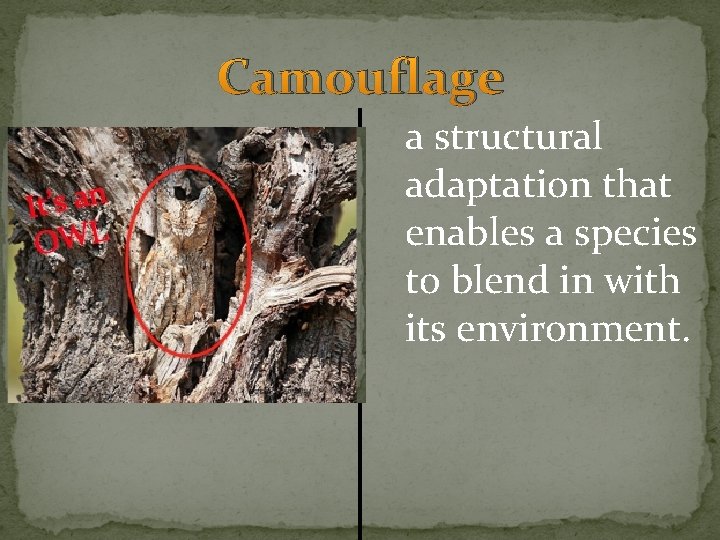 Camouflage a structural adaptation that enables a species to blend in with its environment. Camouflage a structural adaptation that enables a species to blend in with its environment.