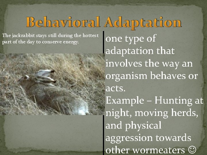 Behavioral Adaptation The jackrabbit stays still during the hottest part of the day to Behavioral Adaptation The jackrabbit stays still during the hottest part of the day to