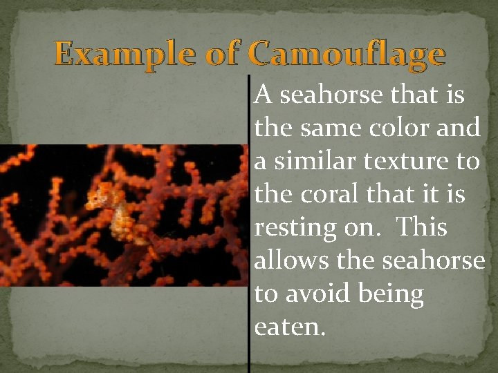 Example of Camouflage A seahorse that is the same color and a similar texture Example of Camouflage A seahorse that is the same color and a similar texture