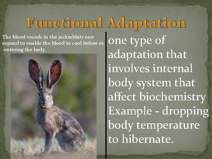 Functional Adaptation The blood vessels in the jackrabbits ears expand to enable the blood Functional Adaptation The blood vessels in the jackrabbits ears expand to enable the blood