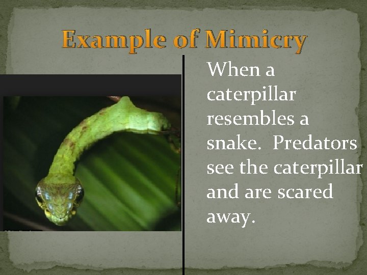 Example of Mimicry When a caterpillar resembles a snake. Predators see the caterpillar and Example of Mimicry When a caterpillar resembles a snake. Predators see the caterpillar and