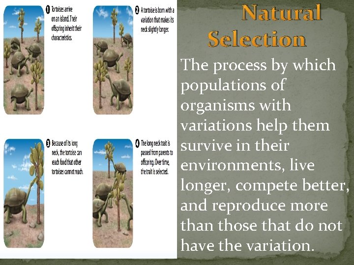 Natural Selection The process by which populations of organisms with variations help them survive Natural Selection The process by which populations of organisms with variations help them survive