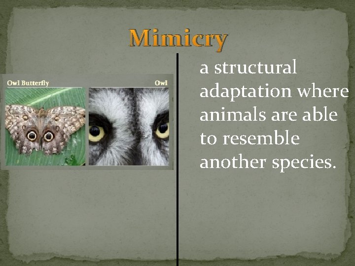 Mimicry a structural adaptation where animals are able to resemble another species. Mimicry a structural adaptation where animals are able to resemble another species.