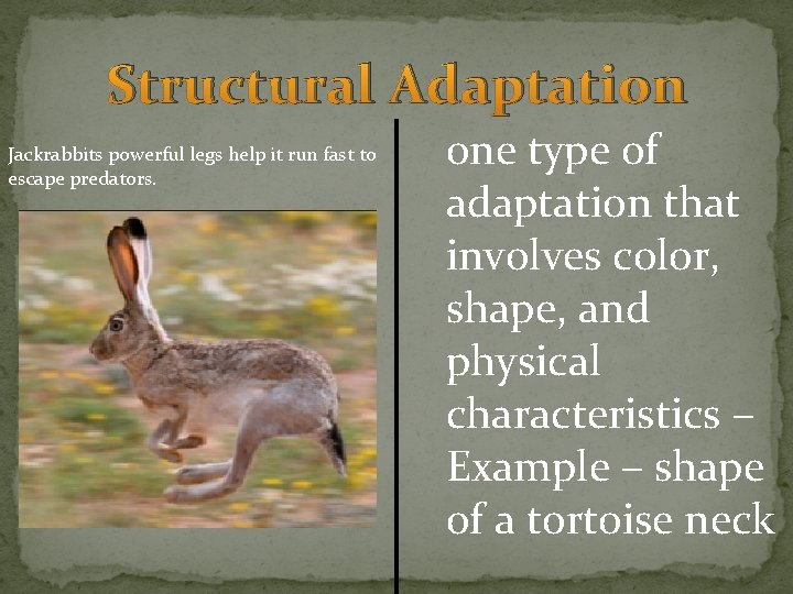 Structural Adaptation Jackrabbits powerful legs help it run fast to escape predators. one type Structural Adaptation Jackrabbits powerful legs help it run fast to escape predators. one type