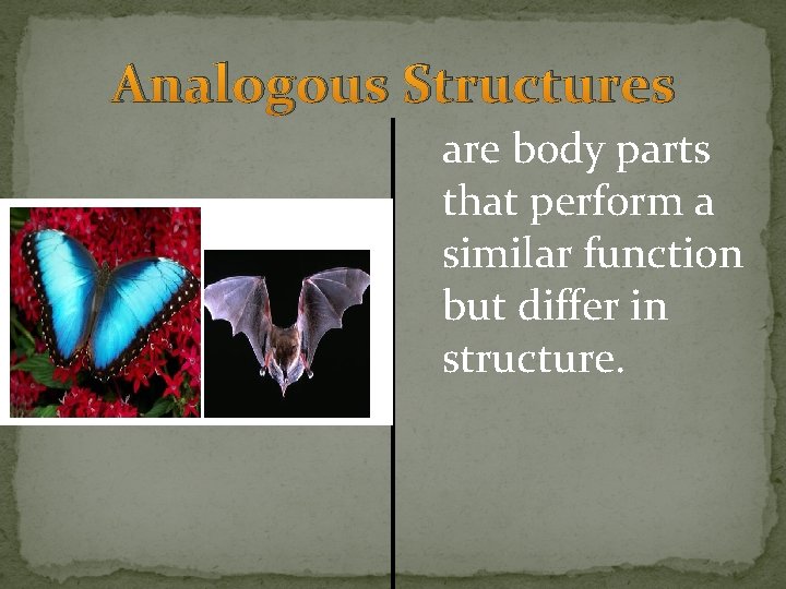 Analogous Structures are body parts that perform a similar function but differ in structure. Analogous Structures are body parts that perform a similar function but differ in structure.