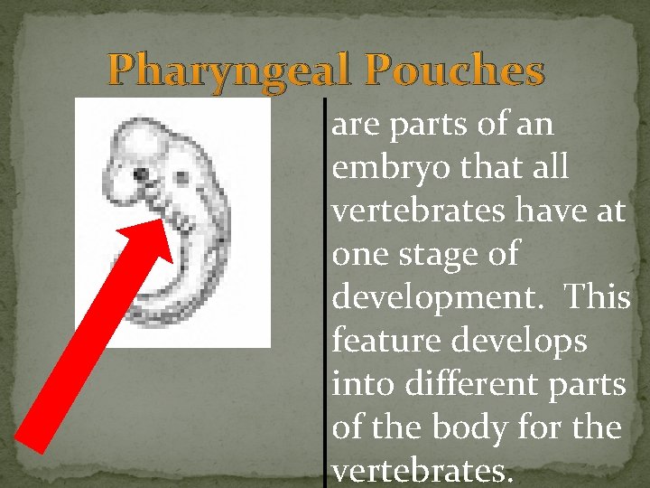 Pharyngeal Pouches are parts of an embryo that all vertebrates have at one stage Pharyngeal Pouches are parts of an embryo that all vertebrates have at one stage