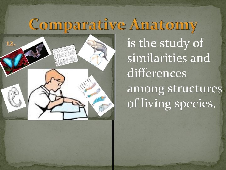 Comparative Anatomy is the study of similarities and differences among structures of living species. Comparative Anatomy is the study of similarities and differences among structures of living species.