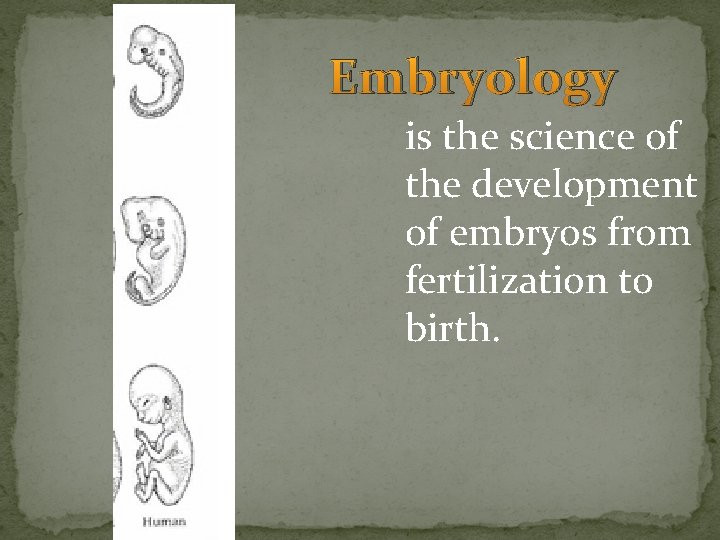Embryology is the science of the development of embryos from fertilization to birth. Embryology is the science of the development of embryos from fertilization to birth.