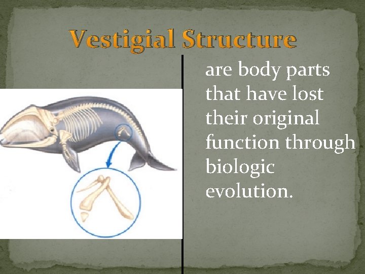 Vestigial Structure are body parts that have lost their original function through biologic evolution. Vestigial Structure are body parts that have lost their original function through biologic evolution.
