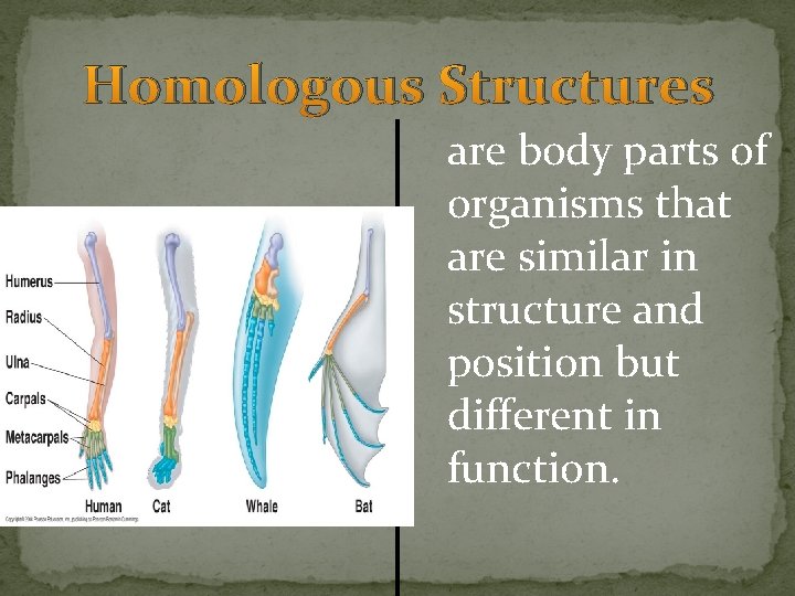 Homologous Structures are body parts of organisms that are similar in structure and position Homologous Structures are body parts of organisms that are similar in structure and position