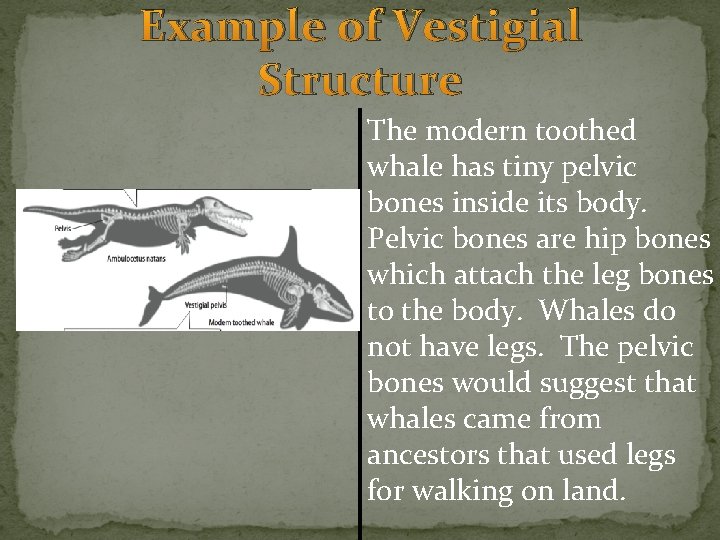 Example of Vestigial Structure The modern toothed whale has tiny pelvic bones inside its Example of Vestigial Structure The modern toothed whale has tiny pelvic bones inside its