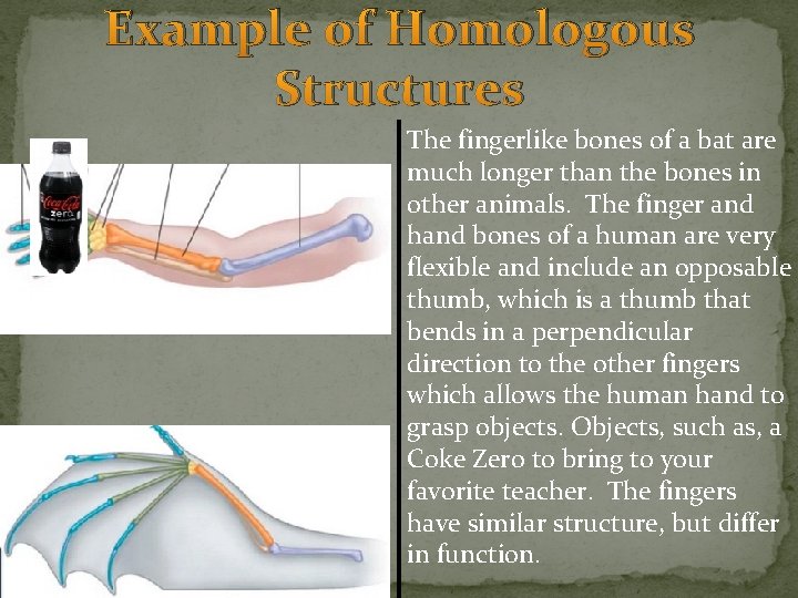Example of Homologous Structures The fingerlike bones of a bat are much longer than Example of Homologous Structures The fingerlike bones of a bat are much longer than