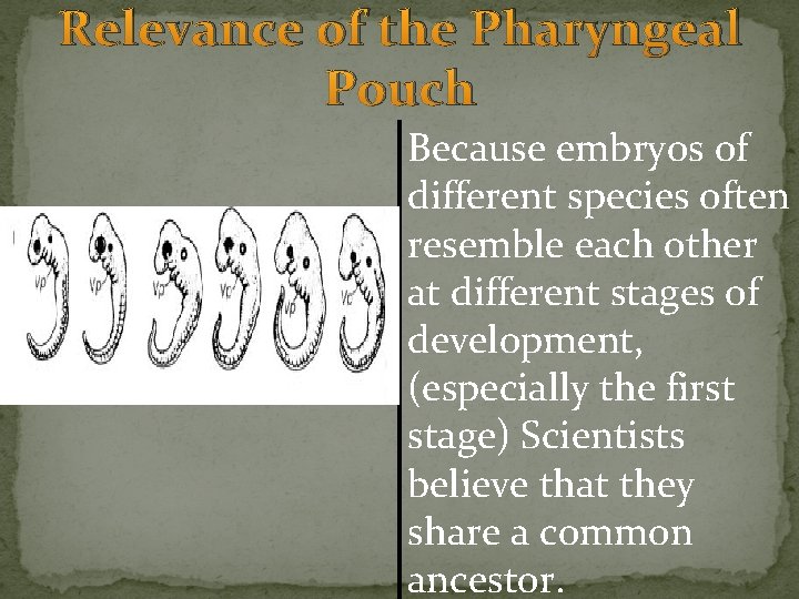 Relevance of the Pharyngeal Pouch Because embryos of different species often resemble each other Relevance of the Pharyngeal Pouch Because embryos of different species often resemble each other