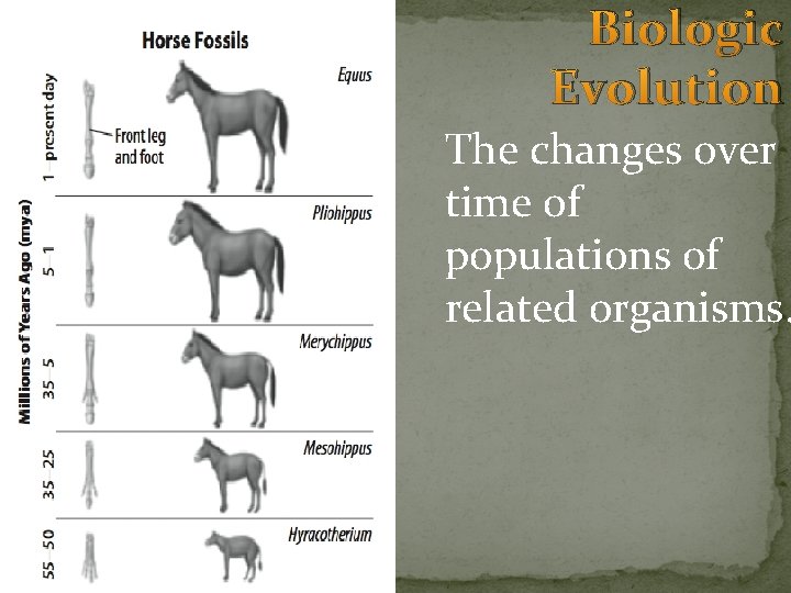 Biologic Evolution The changes over time of populations of related organisms. Biologic Evolution The changes over time of populations of related organisms.