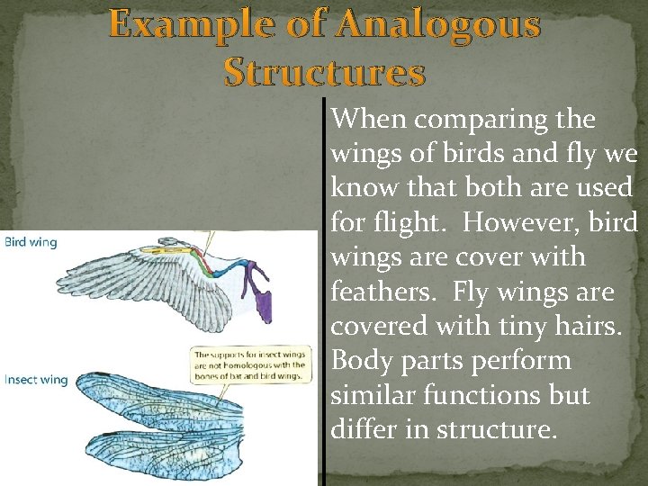 Example of Analogous Structures When comparing the wings of birds and fly we know Example of Analogous Structures When comparing the wings of birds and fly we know