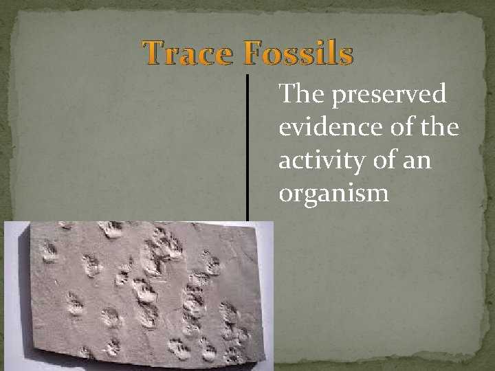 Trace Fossils The preserved evidence of the activity of an organism Trace Fossils The preserved evidence of the activity of an organism