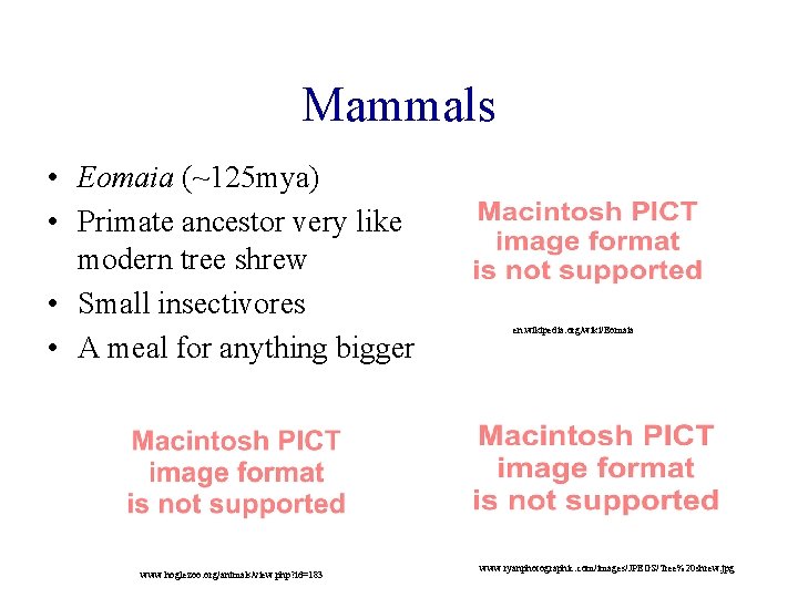 Mammals • Eomaia (~125 mya) • Primate ancestor very like modern tree shrew •