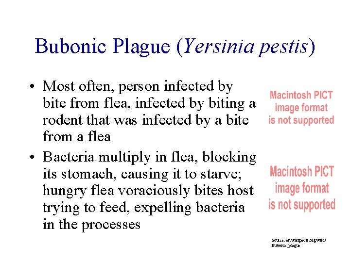 Bubonic Plague (Yersinia pestis) • Most often, person infected by bite from flea, infected