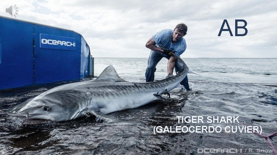 AB TIGER SHARK (GALEOCERDO CUVIER) 