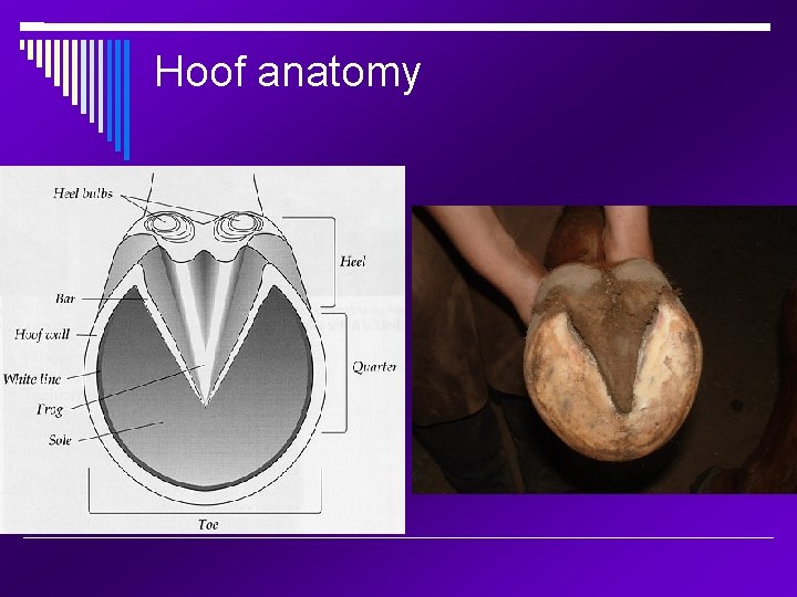 Hoof anatomy 